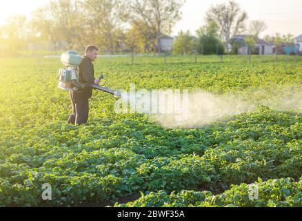 Ein Bauer sprüht die Lösung des Kupfersulfts auf die Pflanzen der Kartoffelsträucher. Verwenden Sie Chemikalien in der Landwirtschaft. Landwirtschaft und Agrarindustrie, landwirtschaftliche Indu Stockfoto