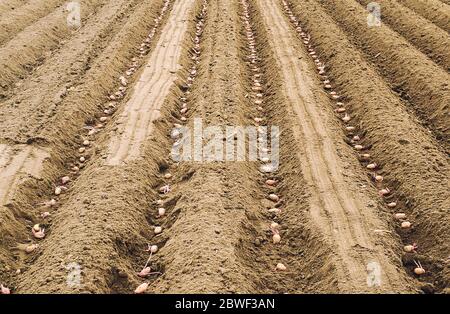 Saatgut gesprossenen Kartoffeln werden in Reihen in den Boden gepflanzt, bevor Boden graben Schließen. Der Prozess der Pflanzung einer Kartoffelplantage. Landwirtschaft und Landwirtschaft Stockfoto