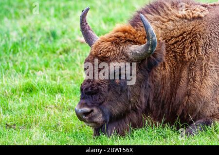 Das europäische Bison (Bison bonasus) Porträt auf der Wiese Stockfoto