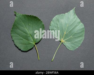 Im Sommer Blätter von Linden mit kleinen Blättern Stockfoto