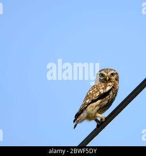 Kleine Eule (Athene noctua) thront auf einem Telegrafendraht. Kent, Großbritannien - Ende Mai Stockfoto