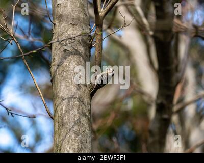 Ein japanischer Pygmäenspecht, Yungipcus kizuki, liegt auf einem kleinen Baumstamm in einem Wald in der Nähe von Yokohama, Japan. Stockfoto