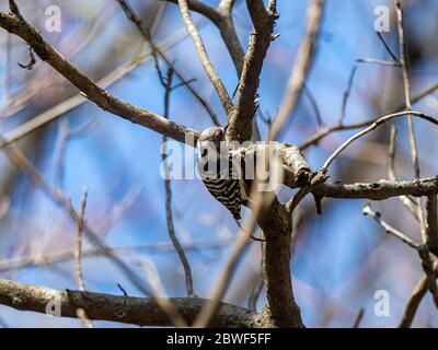 Ein japanischer Pygmäenspecht, Yungipcus kizuki, liegt auf einem kleinen Baumstamm in einem Wald in der Nähe von Yokohama, Japan. Stockfoto