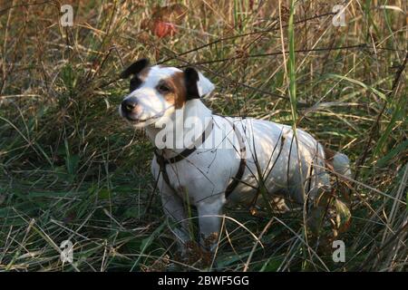 Jack Russell Terrier steht im dicken, hohen Gras. Stockfoto