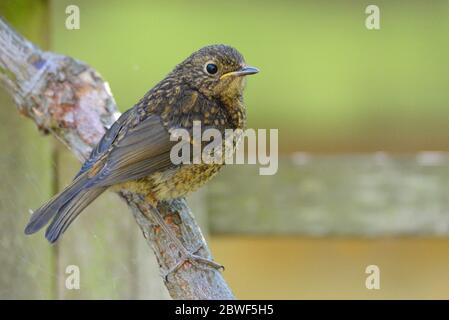 Europäischer Robin (Erithacus rubecula) jung, in einem Garten, Ende Mai, Kent, Großbritannien Stockfoto