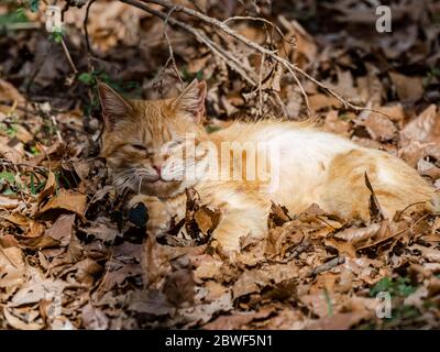 Eine streunende Katze nippt in den gefallenen Blättern eines Waldbodens in einem Park Grünfläche in Sagamihara, Japan. Stockfoto