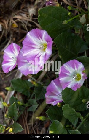 Feldbindweed ( Convolvulus arvensis ) blühend an einem Straßenrand in der Nähe von Ardingly Stockfoto