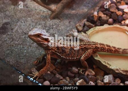 Die Eidechse sitzt auf den Felsen. Eine braune Eidechse sitzt in einem Terrarium, sonnen sich und beobachtet Stockfoto