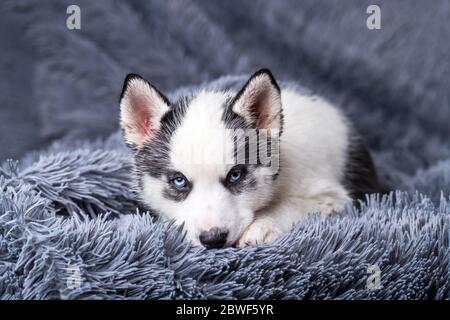 Ein kleiner weißer Hund Welpe Rasse sibirischen Husky mit schönen blauen Augen liegt auf grauem Teppich. Hunde und Tierfotografie Stockfoto