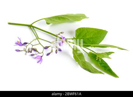 Solanum dulcamara, bittersüß, bittersüß Nachtschatten, bitter Nachtschatten. Isoliert. Stockfoto