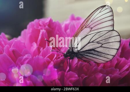Schwarz-weißer Schmetterling auf einer rosa Pfingstrose, Nahaufnahme Stockfoto