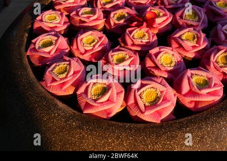 Bohne von Indien oder Heilige Lotusblüten wurden in die Form einer rosa Rosenblüte auf dem Wasser in dunkelbraunen Becken gefaltet, Tropical Water Lilly d Stockfoto