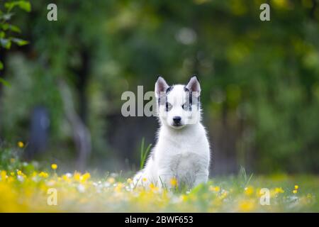 Ein kleiner weißer Hund Welpen brüten sibirischen Husky mit schönen blauen Augen in blühenden Frühlingsgarten. Hunde und Tierfotografie Stockfoto