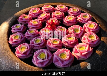 Bohne von Indien oder Heilige Lotusblüten wurden in die Form einer rosa Rosenblüte auf dem Wasser in dunkelbraunen Becken gefaltet, Tropical Water Lilly d Stockfoto