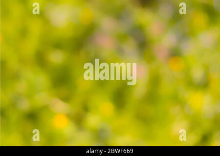 Verschwommener Frühling abstrakter Hintergrund eines Blumenfeldes. Stockfoto