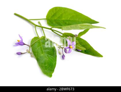 Solanum dulcamara, bittersüß, bittersüß Nachtschatten, bitter Nachtschatten. Isoliert. Stockfoto