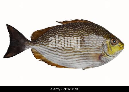 Nahaufnahme Java Rabbitfish oder bluespotted Spinefish oder Streifen Spinefot ( Siganus javus ) Fisch isoliert auf weißem Hintergrund Stockfoto