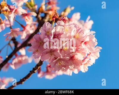 Eine große Gruppe japanischer Kirschblüten oder Sakura blühen in einem Park in der Nähe von Yokohama, Japan, vor einem strahlend blauen Himmel. Stockfoto