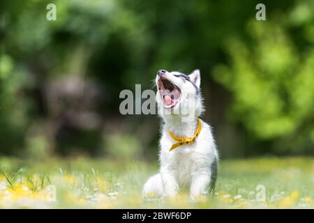 Ein kleiner weißer Hund Welpen brüten sibirischen Husky mit offenem Mund im blühenden Frühlingsgarten. Hunde und Tierfotografie Stockfoto