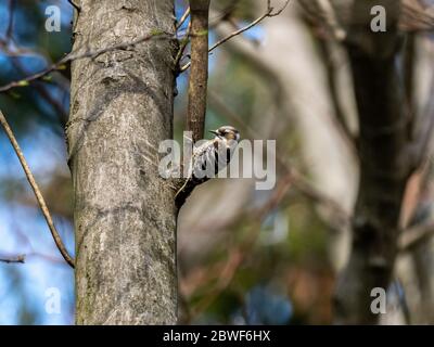 Ein japanischer Pygmäenspecht, Yungipcus kizuki, liegt auf einem kleinen Baumstamm in einem Wald in der Nähe von Yokohama, Japan. Stockfoto