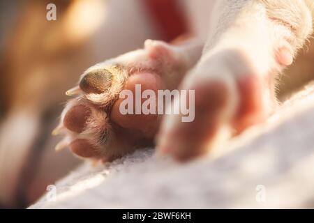 Ein kleiner weißer Hund Welpe Rasse Jack Russel Terrier Pfoten Makro Nahaufnahme. Hunde und Tierfotografie Stockfoto