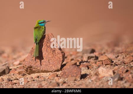 Grüne Bienenfresser (Merops orientalis) auf einem Ast gelegen, sind diese Vögel weit über Subsahara-Afrika von Senegal und Gambia bis E verteilt Stockfoto