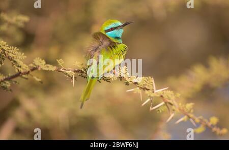 Grüne Bienenfresser (Merops orientalis) auf einem Ast gelegen, sind diese Vögel weit über Subsahara-Afrika von Senegal und Gambia bis E verteilt Stockfoto