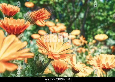 Ein Meer von Blumen aus Orangenblüten Stockfoto