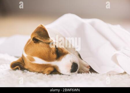 Ein kleiner weißer Hund Welpe Rasse Jack Russel Terrier mit schönen Augen schlafen auf weißem Teppich. Hunde und Tierfotografie Stockfoto