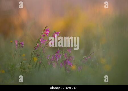 Selektiver Fokus von Gladiolus italicus. Eine Art Gladiolus, bekannt unter den gemeinsamen Namen italienischer Gladiolus, Feldgladiolus und gewöhnliche Schwertlilie. Pho Stockfoto