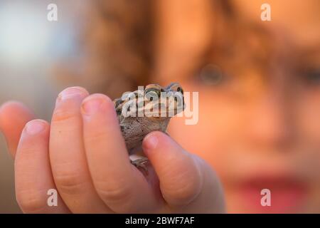 Der Junge hält sanft einen Marschfrosch (Pelophylax ridibundus war früher auch Rana ridibunda genannt) in der Hand, fotografiert am ein Afek natu Stockfoto