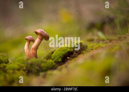 Suillus granulatus allgemein bekannt als Weinen Bolete erscheint unter verschiedenen Arten von Pinien aber häufig mit 2-Nadel Kiefern, oft in recht Lar Stockfoto