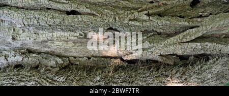 Nahaufnahme des Baumstammes im Wald Stockfoto