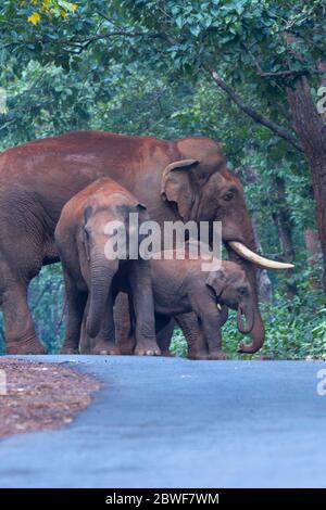 Asiatischer Elefant oder Elephas maximus im Kuldiha Wald Odisha Indien Stockfoto