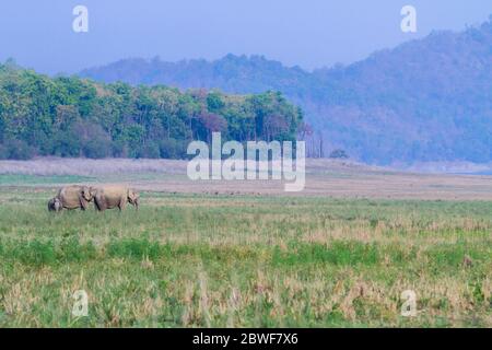 Asiatische Elefanten im Jim Corbett National Park Uttarakhand Indien im Sommer Stockfoto