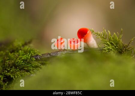 Sarcoscypha coccinea, allgemein bekannt als die Scharlachelfenbecher, Scharlachelfenmütze oder die Scharlachelfenbecher, ist eine Pilzarten in der Familie Sarcoscyphaceae Stockfoto