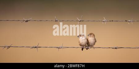 Der indische Silberschnabel oder Weißkehlmunia (Euodice malabarica) ist ein kleiner Singvogel, der im indischen Subkontinent und angrenzenden Regionen gefunden wird. T Stockfoto