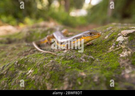 Der geballte mabuya oder Bridled Skink (Trachylepis vittata) klettert im Februar auf einen Baum, der im Naturschutzgebiet ein Afek, Israel, fotografiert wurde Stockfoto