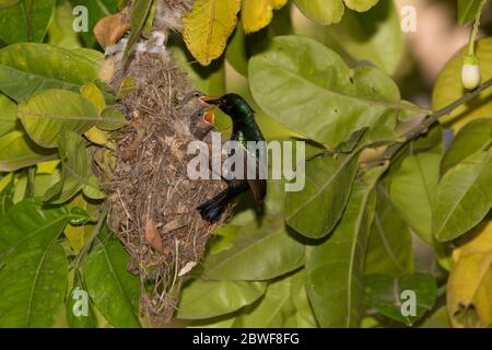 Männlicher Palestine-Sonnenvogel oder nördlicher Orangetuftesonvogel (Cinnyris oseus), der junge Jungtiere in einem Nest füttert. Fotografiert im Naturrese ein Afek Stockfoto