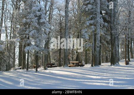 Bäume unter dem Schnee auf dem Berg Medvednica, Kroatien Stockfoto