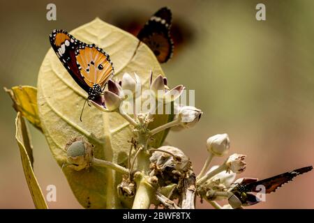 Plain Tiger (Danaus chrysippus) AKA African Monarch Butterfly auf einem Apfel von Sodom (Calotropis procera) Pflanze fotografiert in Israel, im Juli Stockfoto