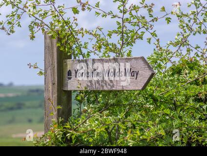 Ein hölzerner Pfeil Richtungsschild für Wanderer in den Yorkshire Wolds teilweise von Hecke überwuchert. Stockfoto