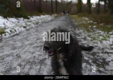 Schwarzer Hund auf einem Winterspaziergang Stockfoto