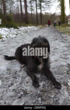 Schwarzer Hund auf einem Winterspaziergang Stockfoto