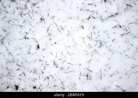 Grünes Gras unter dem Schnee. Rasen bedeckt mit Schnee Hintergrund. Schnee und Gras Textur. Grünes Gras unter dem Schnee. Gras bedeckt mit Schnee. Weißer Schnee Stockfoto