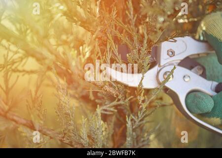 Hand eines unbekannten Arbeiters in Handschuhen schneidet grünen Thuja oder Wacholderbaum mit scharfen Schneidescheren auf sonnigen Hinterhof. Gartenanlage. Nahaufnahme Stockfoto