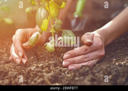 Hände unbekannter Dame Pflanzen junge grüne Basilikum Sprossen oder Pflanzen in befruchteten Boden. Sonnenlicht, Erde, kleine Gartenschaufel. Nahaufnahme Stockfoto