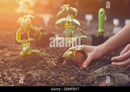 Hände unbekannter Frau Pflanzen jungen grünen Basilikum Sprossen oder Pflanzen in schwarzem Boden. Sonnenlicht, Erde, kleine Gartenschaufel. Nahaufnahme Stockfoto