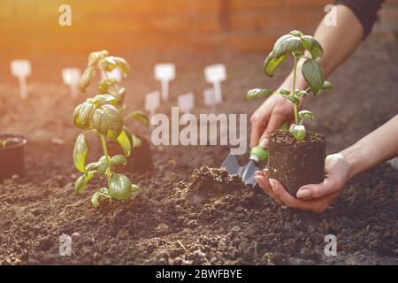 Hand von unbekannten Gärtner ist mit kleinen Gartenschaufel und hält junge grüne Basilikum Sämling oder Pflanze im Boden. Sonnenlicht, Erde. Nahaufnahme Stockfoto