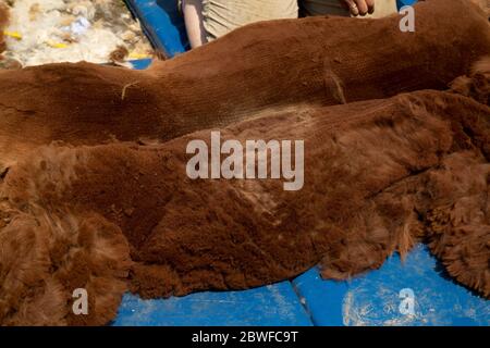 Braune Alpaka an der Seite mit Fleece-Decke neben Alpaka. Stockfoto